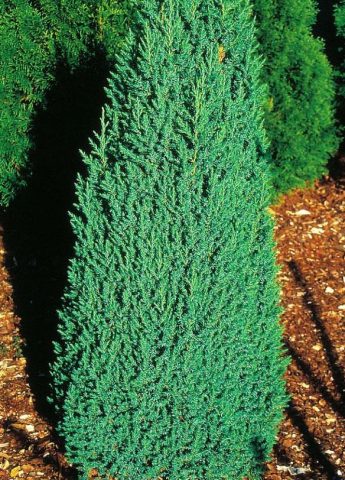 Juniper columnar: photo and description