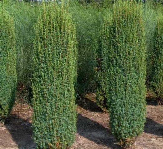 Juniper columnar: photo and description