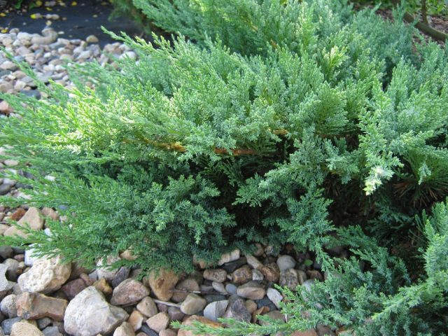 Juniper Cossack: photo and description