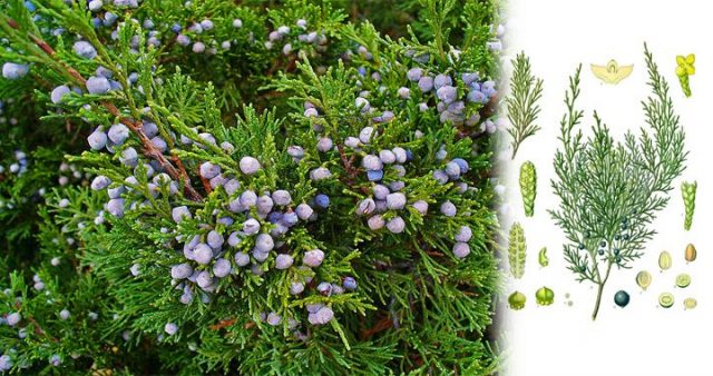 Juniper Cossack: photo and description