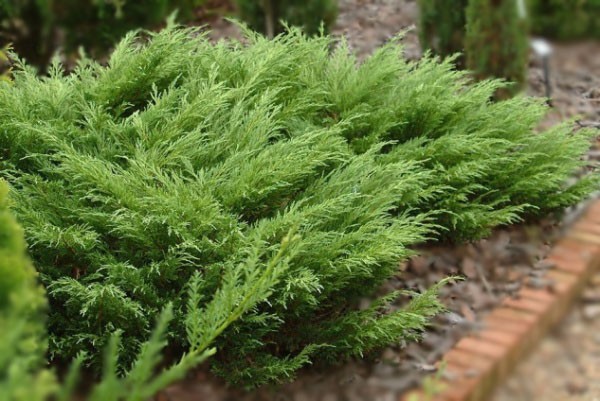 Juniper Cossack: photo and description