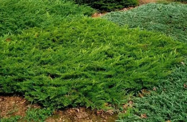 Juniper Cossack: photo and description