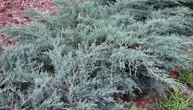 Juniper Cossack: photo and description