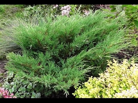 Juniper Cossack Tamariscifolia