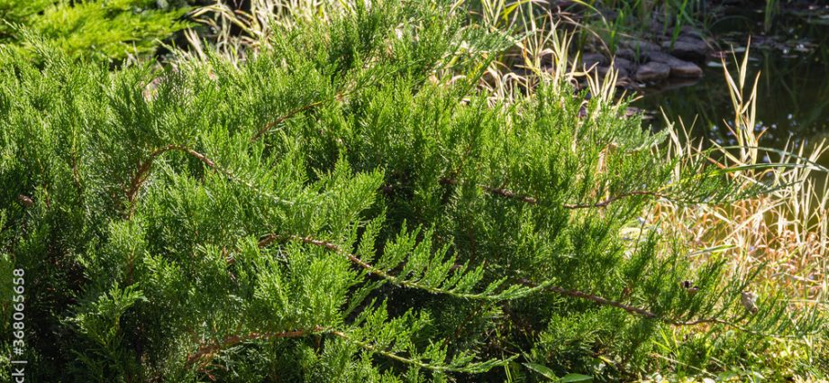 Juniper Cossack Tamariscifolia