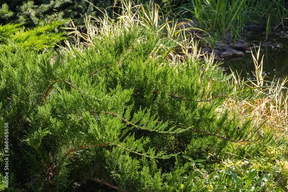 Juniper Cossack Tamariscifolia