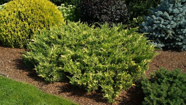 Juniper Cossack Variegata