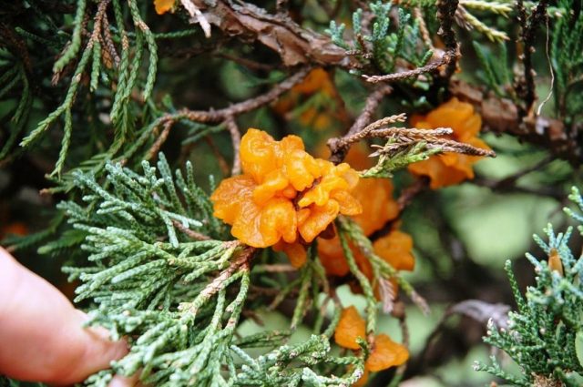 Juniper Cossack Variegata