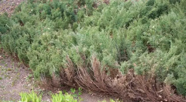 Juniper Cossack Variegata