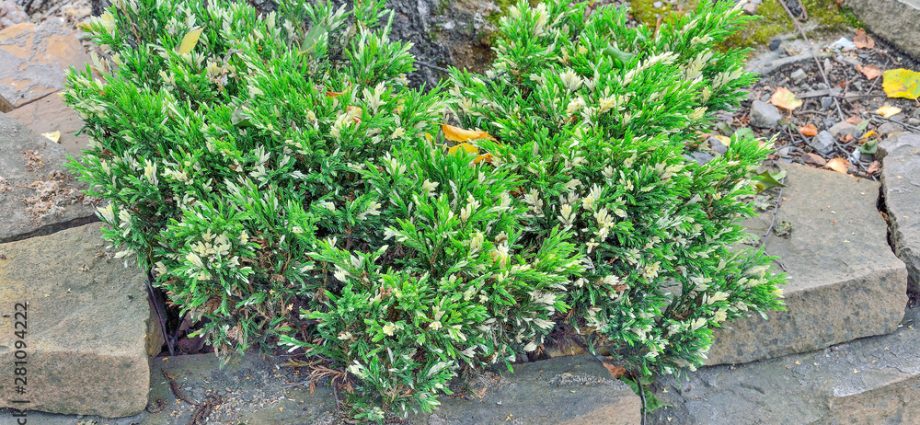 Juniper Cossack Variegata