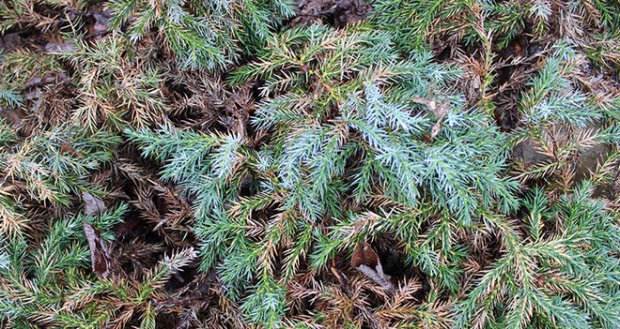 Juniper diseases