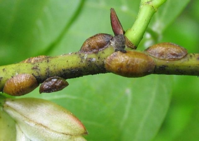 Juniper diseases