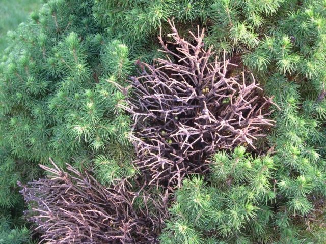 Juniper diseases