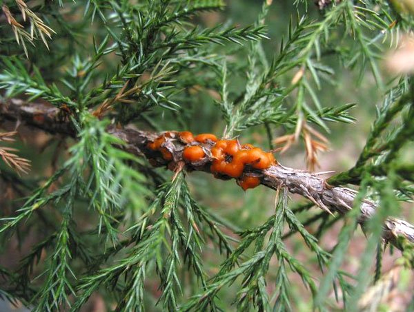 Juniper diseases