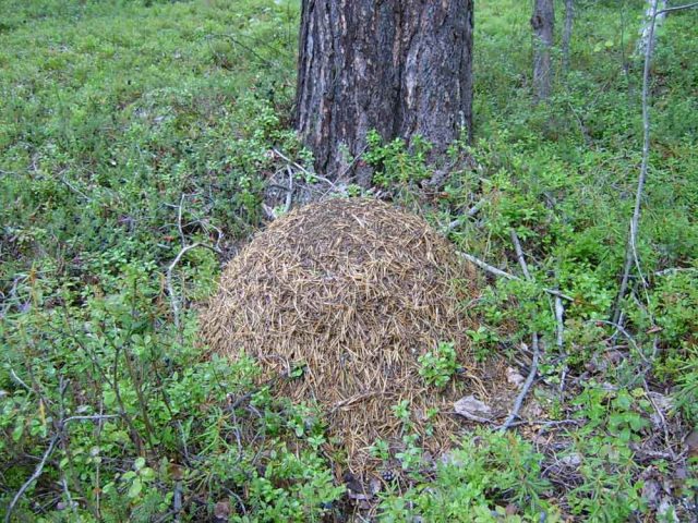 Juniper diseases