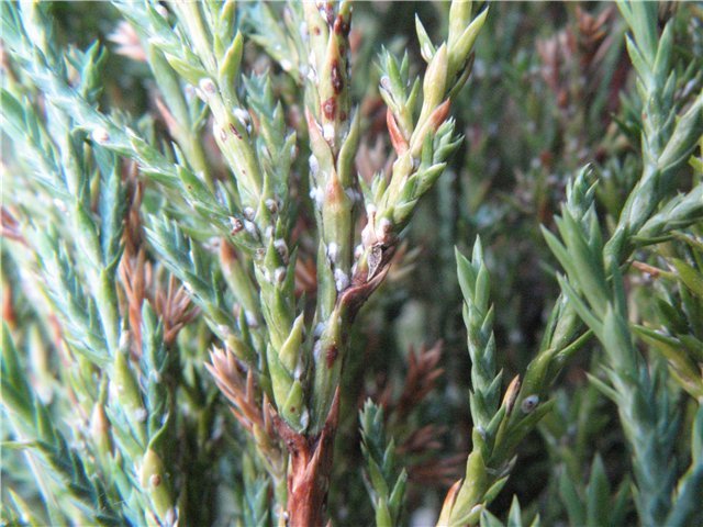 Juniper diseases