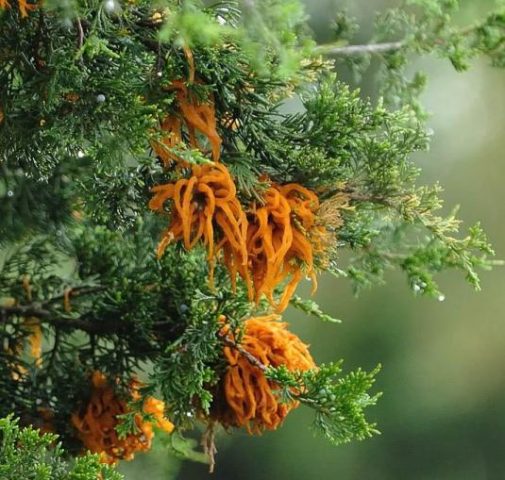 Juniper diseases