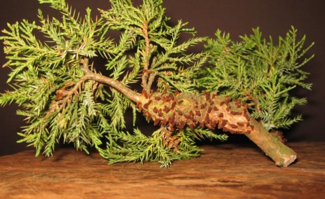 Juniper diseases