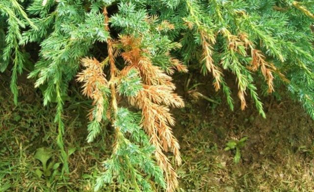 Juniper diseases