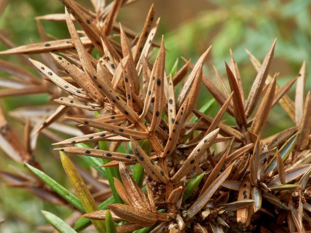 Juniper diseases