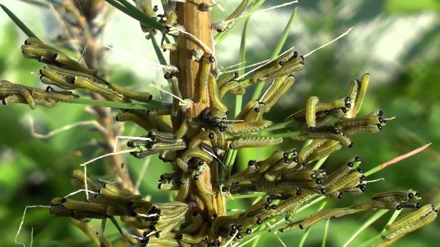 Juniper diseases