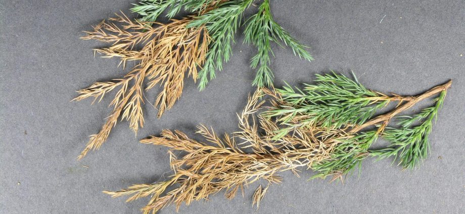 Juniper diseases