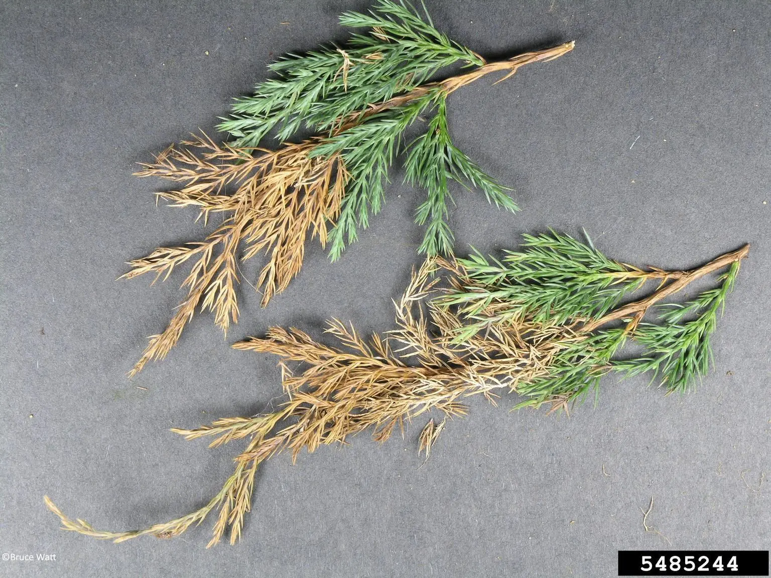 Juniper diseases