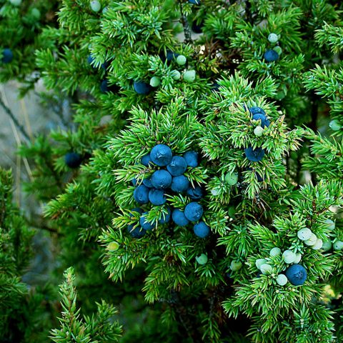 Juniper forest: photo, planting and care