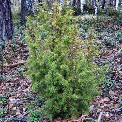 Juniper forest: photo, planting and care