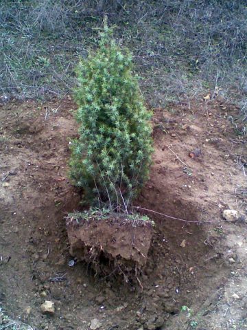 Juniper forest: photo, planting and care