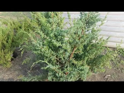 Juniper forest: photo, planting and care