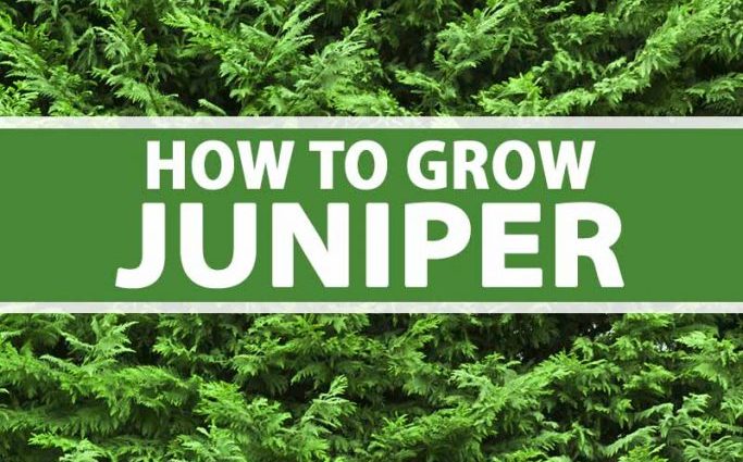 Juniper forest: photo, planting and care