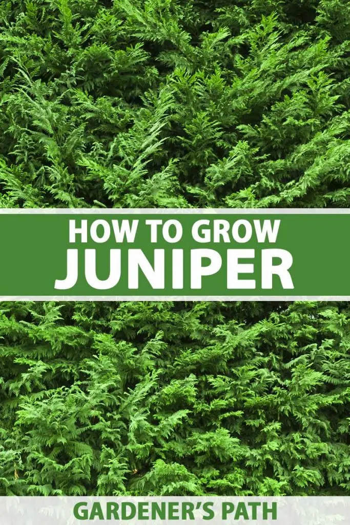 Juniper forest: photo, planting and care