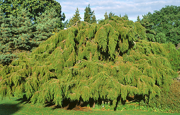 Juniper hard: photo and description