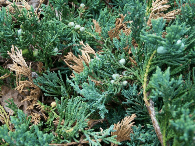 Juniper hard: photo and description