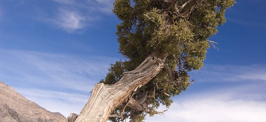 Juniper hard: photo and description