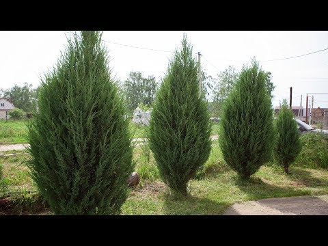 Juniper hedge: photos and tips