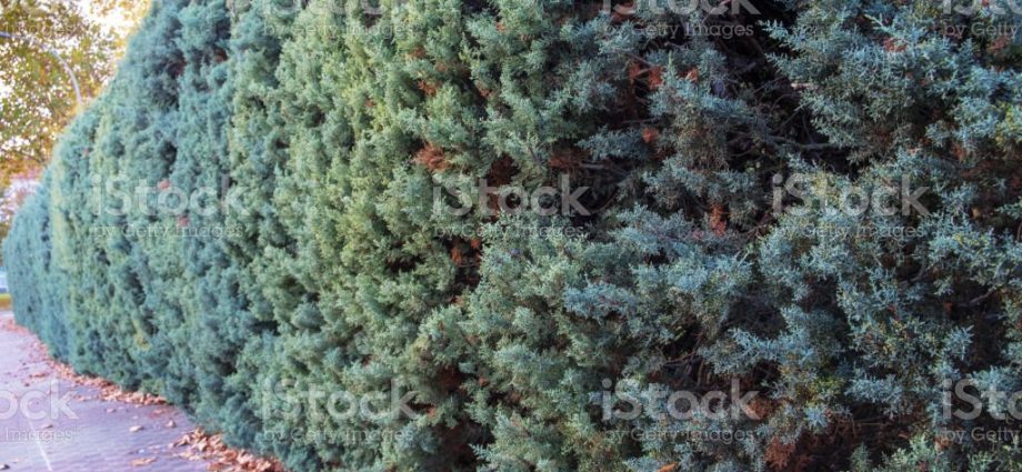 Juniper hedge: photos and tips