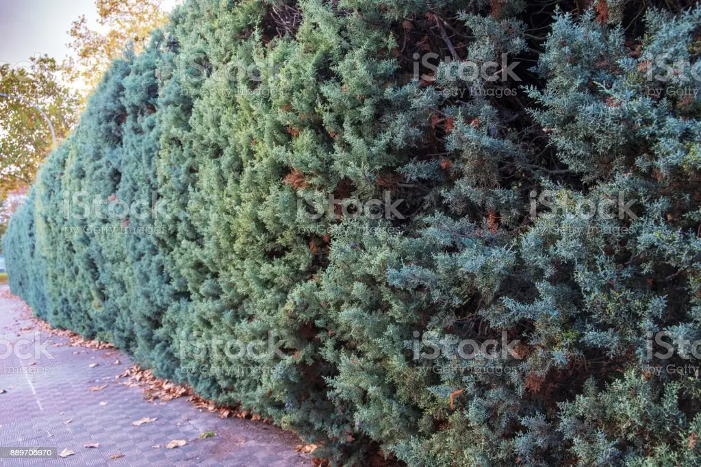 Juniper hedge: photos and tips