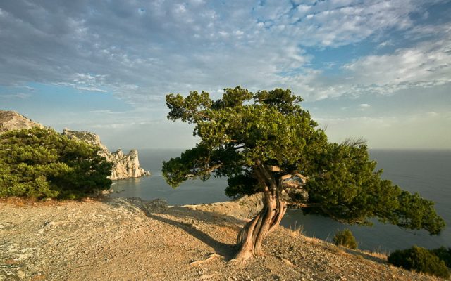 Juniper high: photo and description