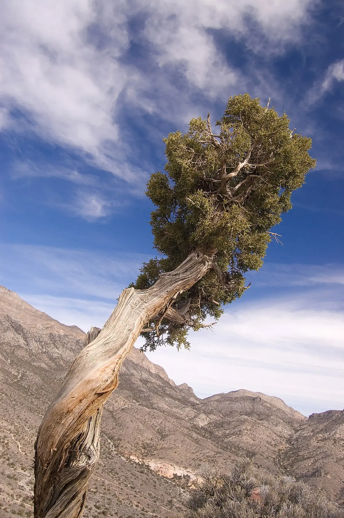 Juniper high: photo and description