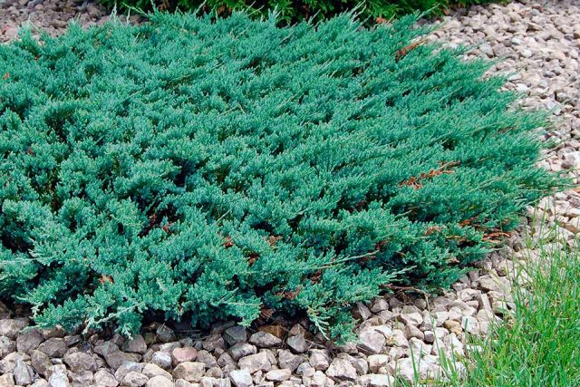 Juniper horizontal Blue Chip