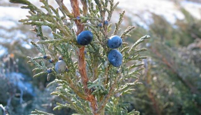 Juniper horizontal Blue Chip