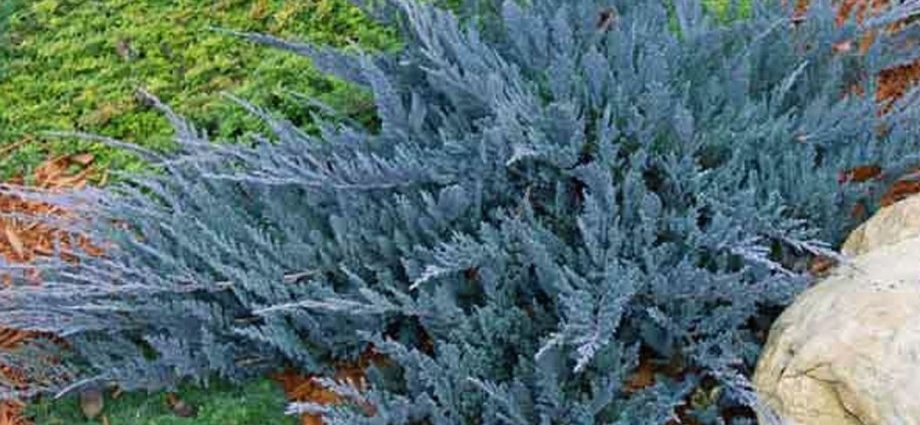 Juniper horizontal Blue Chip