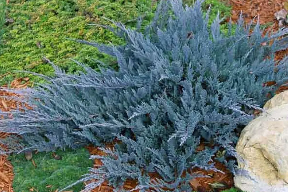 Juniper horizontal Blue Chip