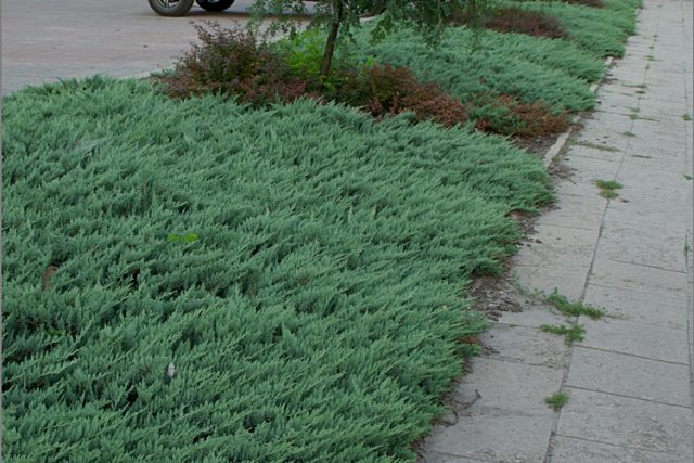 Juniper horizontal: Blue Forest, Glauka, Jade River