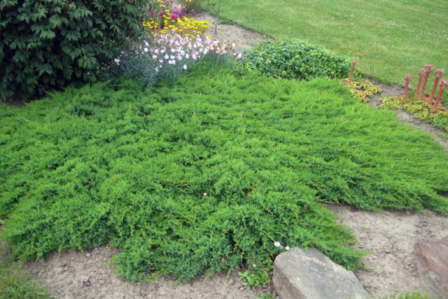 Juniper horizontal: Blue Forest, Glauka, Jade River