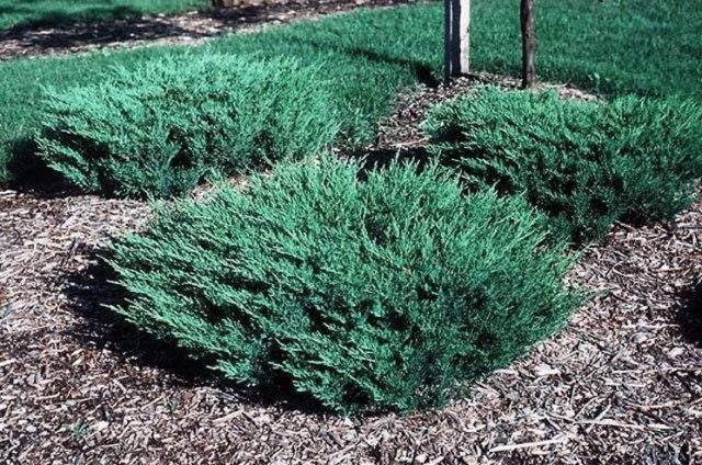 Juniper horizontal: Blue Forest, Glauka, Jade River