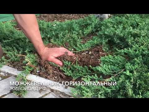 Juniper horizontal: Blue Forest, Glauka, Jade River