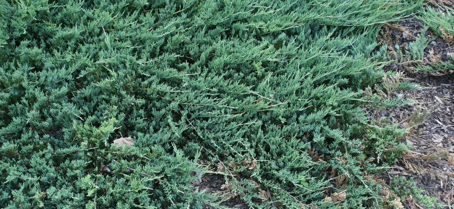 Juniper horizontal: Blue Forest, Glauka, Jade River